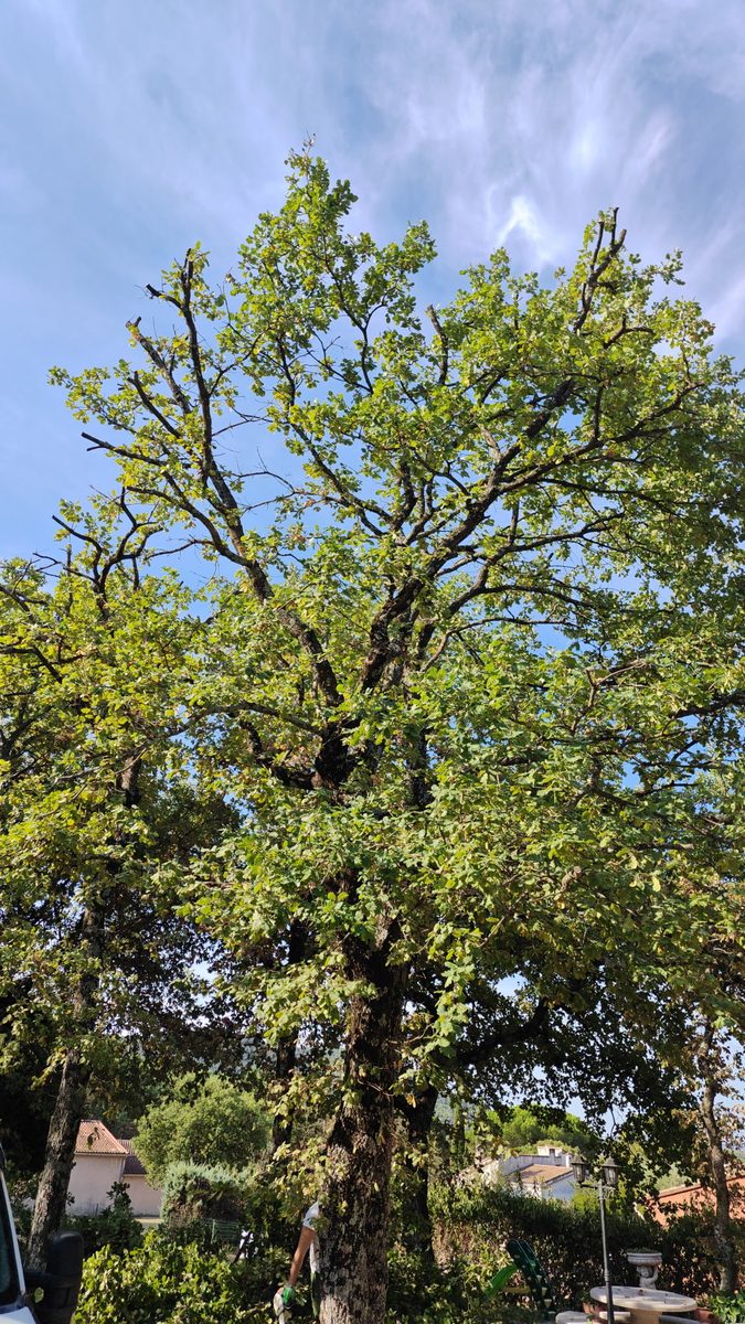 Abattage grand chêne en Drôme — Uhlmann Élagage 26