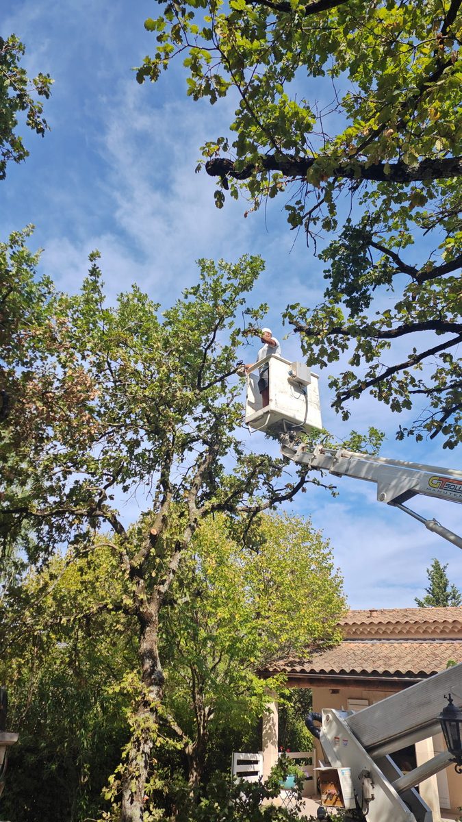 Élagueur professionnel en nacelle — David Uhlmann Élagage 26 Drôme