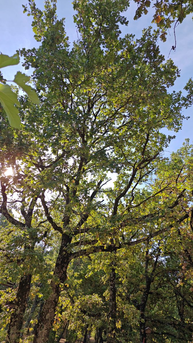 Plantation arbres jardin en Drôme — Uhlmann Élagage 26