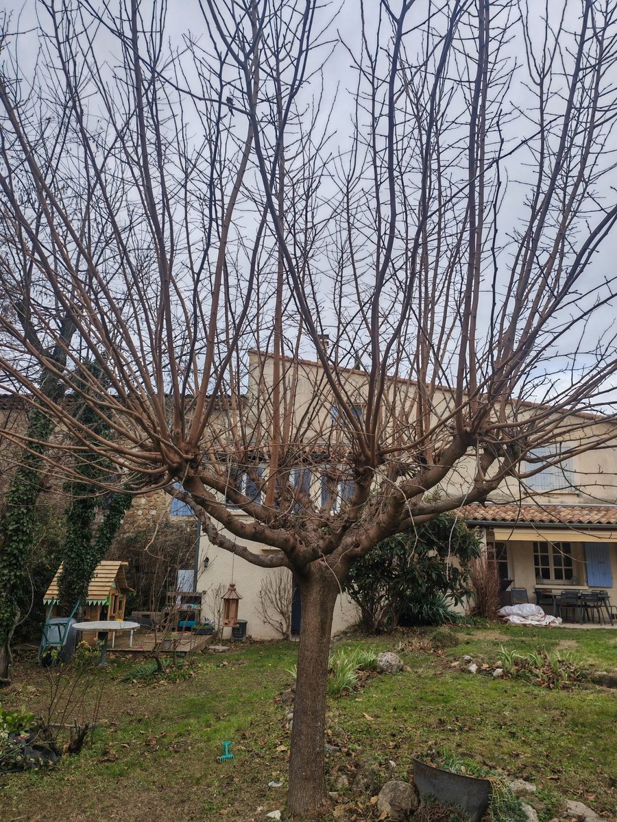 Taille élagage arbre en Drôme — Uhlmann Élagage 26